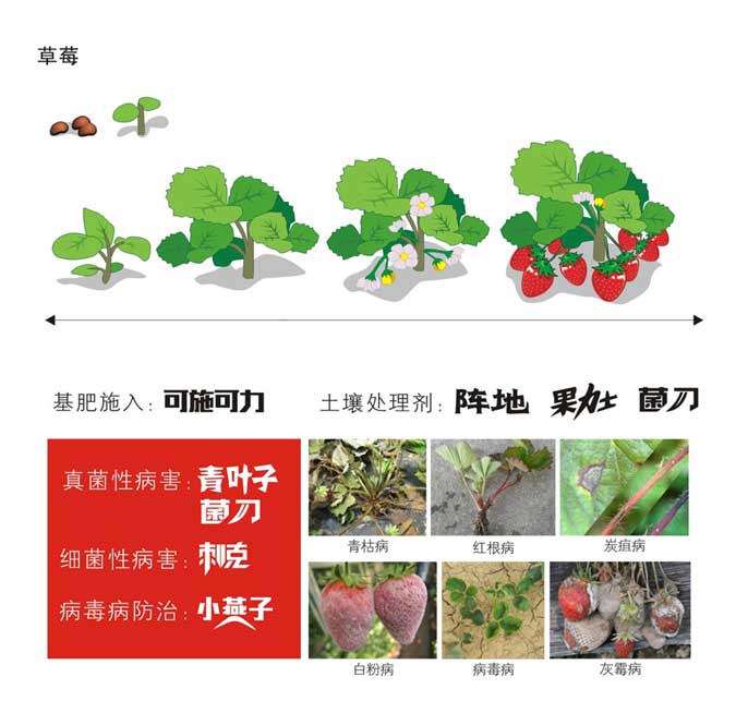 草莓绿色防控计划